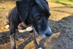 Alerta descoberta Cão cruzamento Fêmea Lauzès France