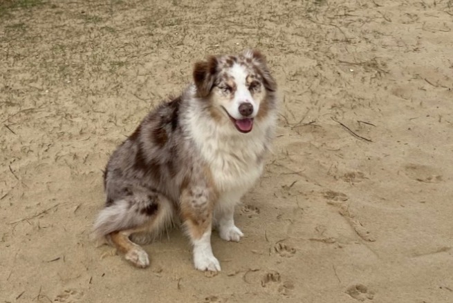 Alerta desaparecimento Cão  Fêmea , 9 anos Capbreton France