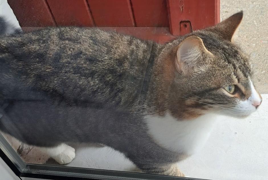 Alerta descoberta Gato  Fêmea Souraïde France