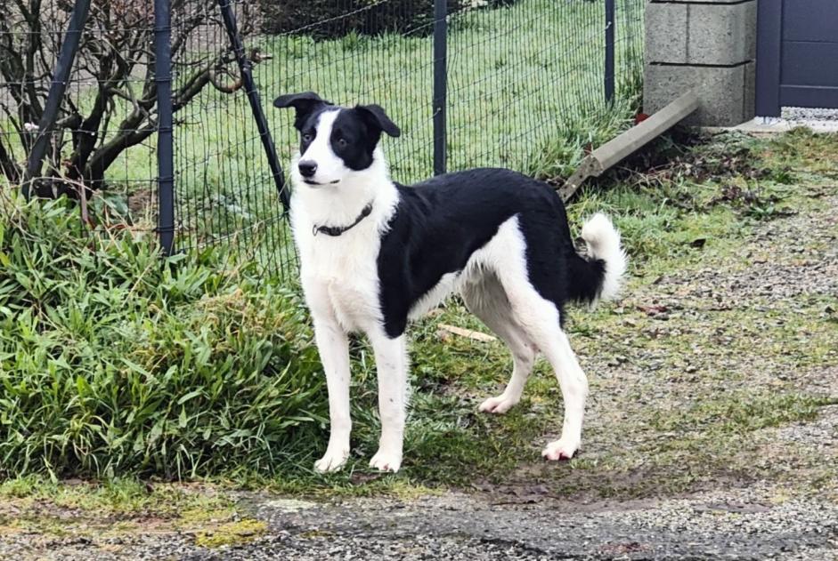 Alerta descoberta Cão cruzamento Desconhecido Colpo France