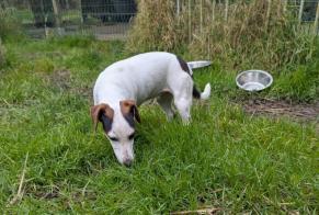 Alerta desaparecimento Cão  Fêmea , 3 anos Brains-sur-les-Marches France