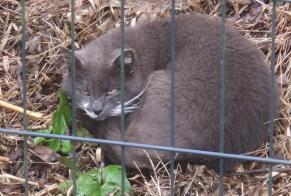 Alerta descoberta Gato Desconhecido Kervignac France