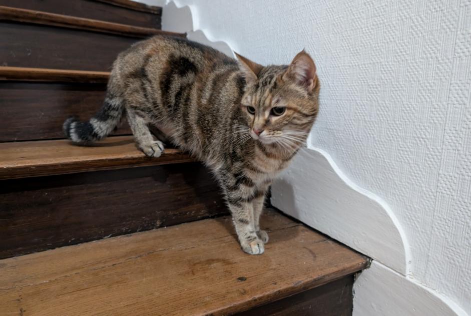 Alerta descoberta Gato Desconhecido Saintes France