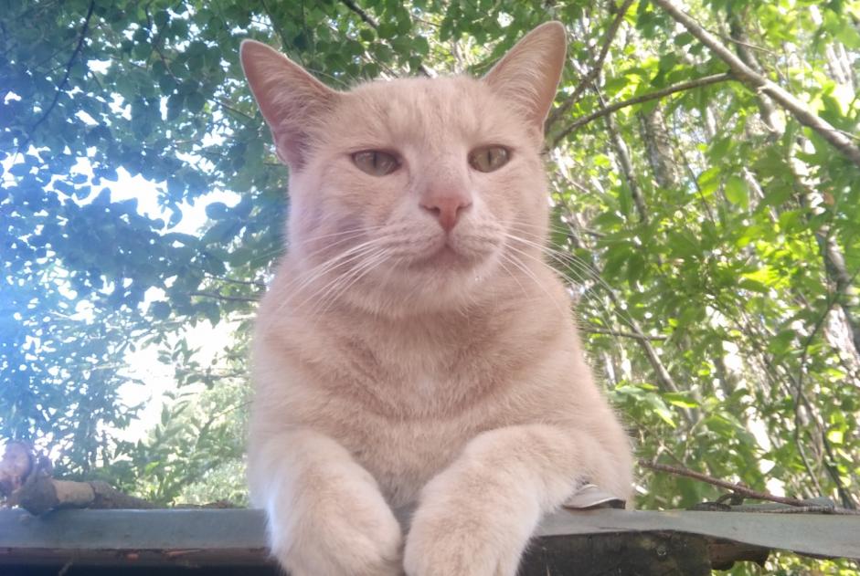 Alerta desaparecimento Gato cruzamento Macho , 5 anos Beaulieu-Sous-Parthenay France