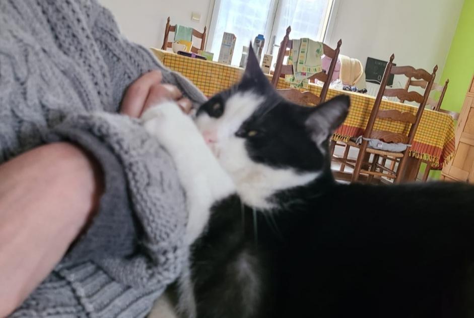 Alerta desaparecimento Gato Macho , 12 anos Essises France