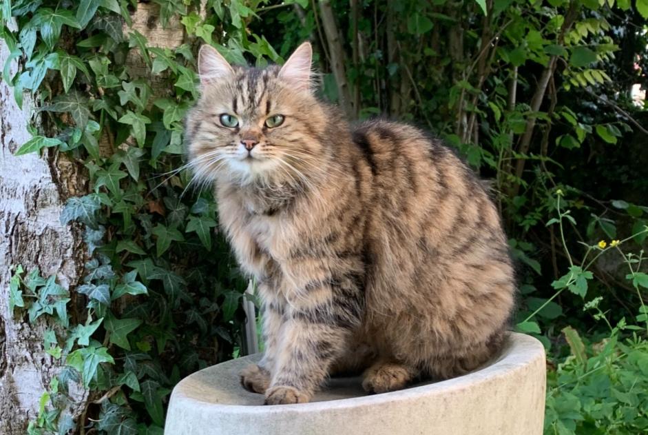 Alerta desaparecimento Gato  Fêmea , 4 anos Cortaillod Switzerland