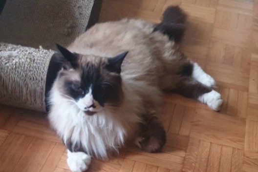 Alerta desaparecimento Gato cruzamento Macho , 7 anos Morges Switzerland