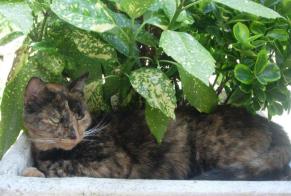Alerta desaparecimento Gato  Fêmea , 11 anos Charleville-Mézières France