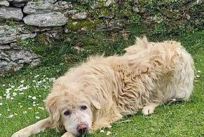 Alerta descoberta Cão  Macho Felce France