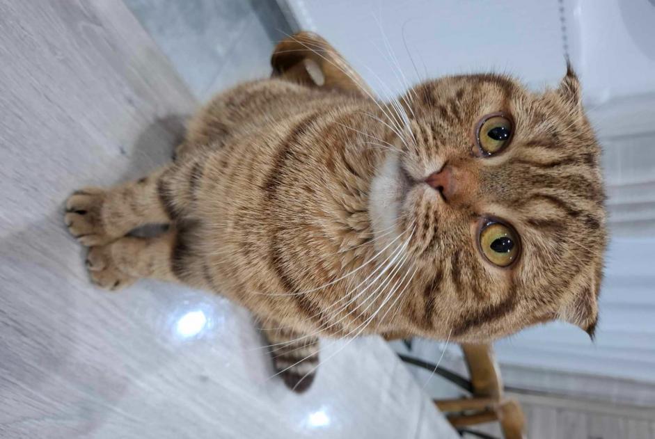 Alerta desaparecimento Gato  Macho , 2 anos Terville France
