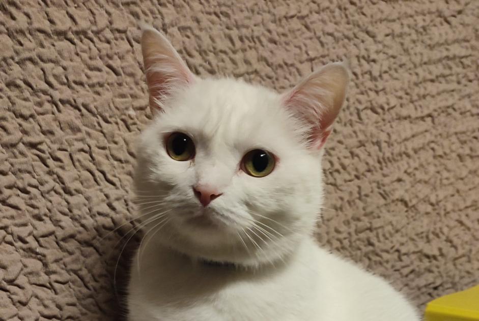 Alerta desaparecimento Gato Fêmea , 7 anos Bellegarde-en-Marche France