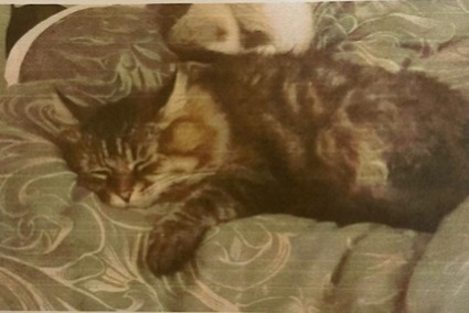 Alerta desaparecimento Gato Macho , 12 anos Coubert France