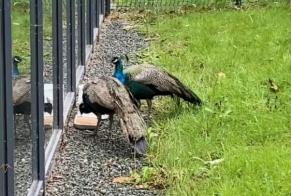 Alerta descoberta Pássaro Macho La Roche-sur-Yon France