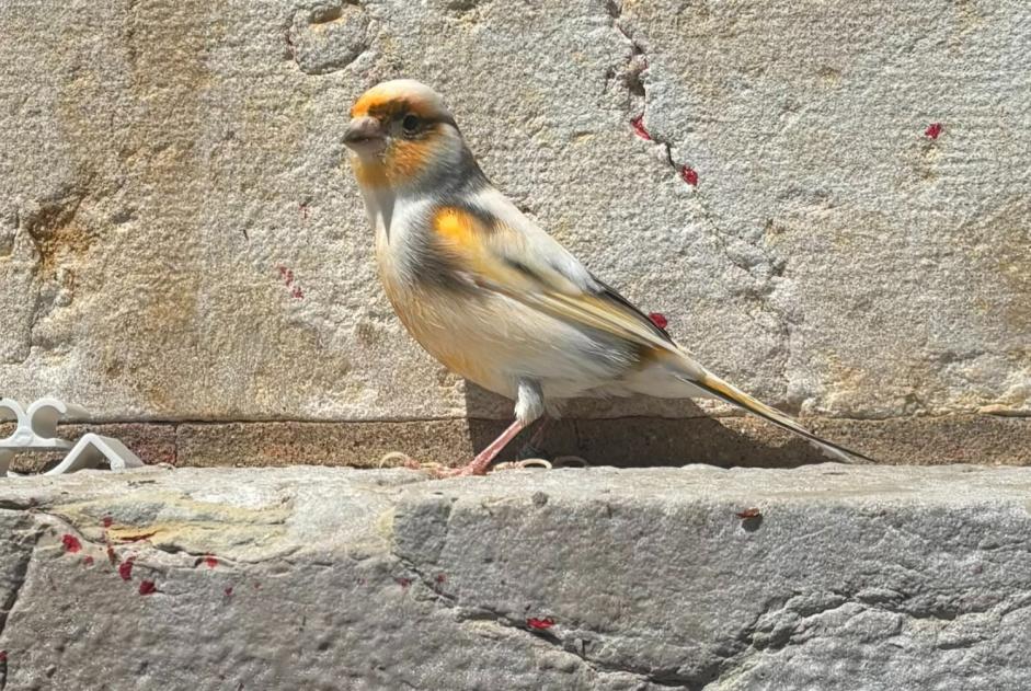 Alerta descoberta Pássaro Desconhecido Neuchâtel Switzerland