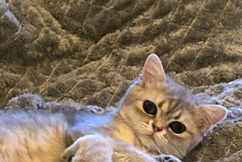 Alerta desaparecimento Gato  Fêmea , 1 anos Fribourg Switzerland