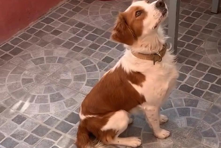 Alerta desaparecimento Cão cruzamento Fêmea , 6 anos Aubagne France