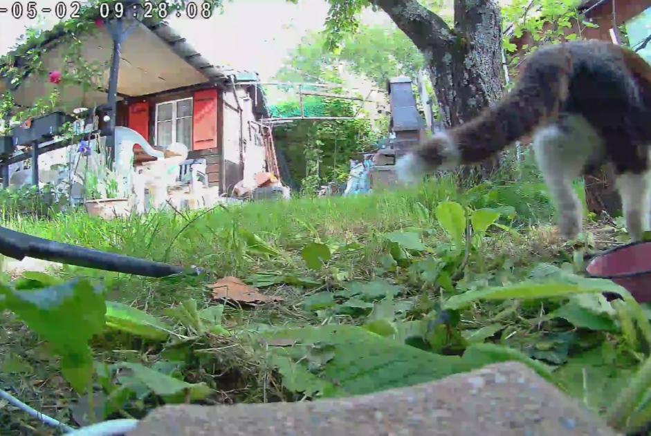 Alerta descoberta Gato Fêmea Vernier Switzerland