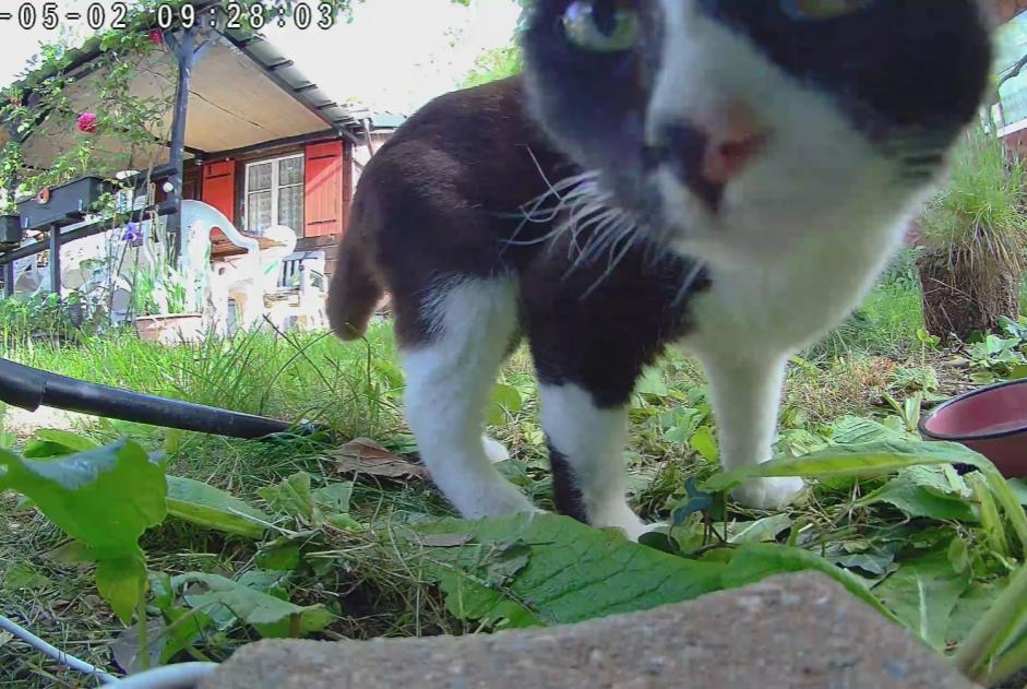 Alerta descoberta Gato Fêmea Vernier Switzerland