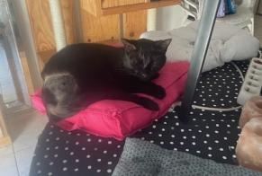 Alerta desaparecimento Gato Macho , 2 anos Corcoué-sur-Logne France