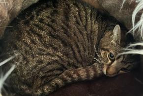 Alerta desaparecimento Gato cruzamento Macho , 13 anos Saint-Séverin-d'Estissac France