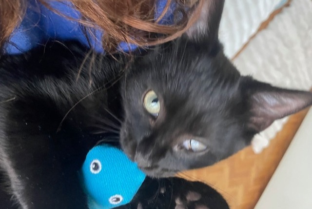 Alerta desaparecimento Gato Macho , 1 anos Paris France