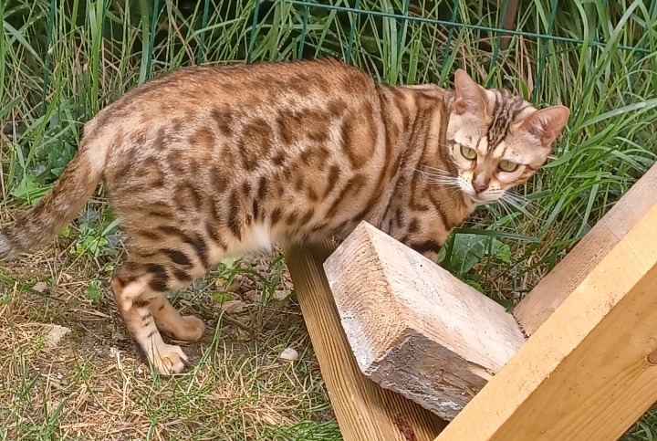 Alerta desaparecimento Gato  Fêmea , 5 anos Cesson France