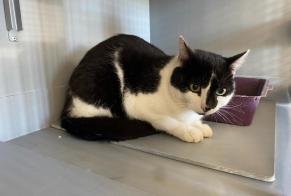 Alerta descoberta Gato  Fêmea , 2 anos Achères France