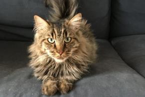 Alerta desaparecimento Gato cruzamento Macho , 6 anos Lucé France