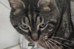 Alerta desaparecimento Gato Fêmea , 3 anos Comines France
