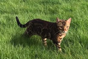 Alerta desaparecimento Gato  Macho , 2 anos Saint-Florent France