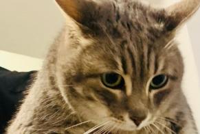 Alerta descoberta Gato Fêmea Béziers France