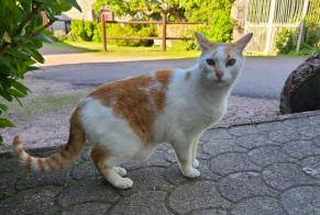 Alerta descoberta Gato Macho , 7 anos Mesvres France