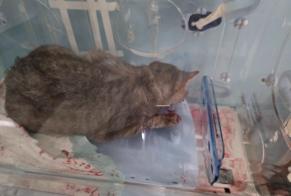 Alerta descoberta Gato  Fêmea Villefontaine France