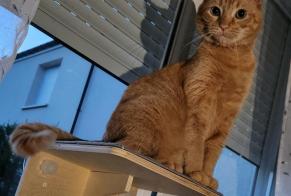 Alerta desaparecimento Gato  Macho , 5 anos Porcelette France