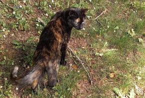 Alerta descoberta Gato Fêmea , 1 ano Les Ponts-de-Cé France