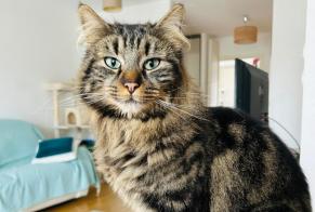 Alerta desaparecimento Gato  Macho , 3 anos Ingersheim France
