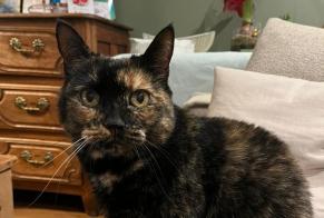 Alerta desaparecimento Gato  Fêmea , 14 anos Riorges France
