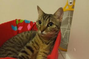 Alerta desaparecimento Gato  Fêmea , 7 anos Toulouse France