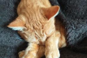 Alerta desaparecimento Gato Macho , 5 anos Dompierre-sur-Besbre France