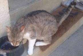 Alerta descoberta Gato cruzamento Fêmea Hagetmau France
